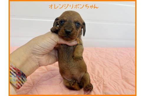 成約済の千葉県のミニチュアダックスフンド(ワイヤーヘアード)-366250の11枚目